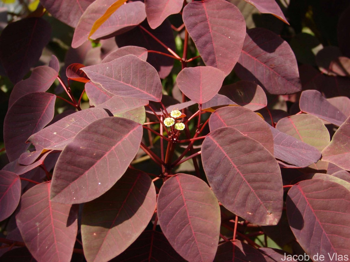 Euphorbia cotinifolia L.